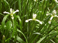 Ирис восточный – Iris orientalis Mill.