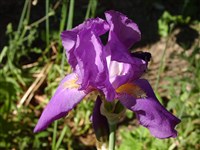 Ирис германский – Iris germanica L.