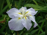 Ирис гладкий – Iris laevigata Fisch.