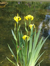 Ирис желтый, болотный – Iris pseudocorus L. (1)