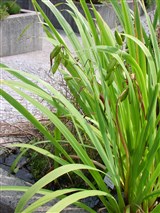 Ирис желтый, болотный – Iris pseudocorus L. (2)