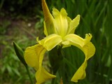 Ирис желтый, болотный – Iris pseudocorus L. (3)