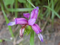 Ирис злаковидный – Iris graminea L.
