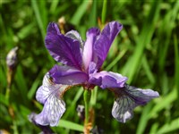 Ирис кроваво-красный, восточный – Iris sanguinea Hornem.ex Donn.