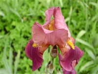 Ирис столононосный – Iris stolonifera Maxim.
