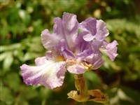 Ирис японский – Iris japonica Soland.