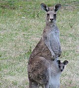 Исполинские кенгуру (серый кенгуру с детенышем)