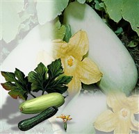 КАБАЧКИ (плоды, листья и цветок с завязью)