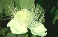 КАПЕРСЫ (цветок каперсов)
