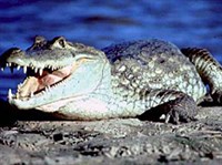 КРОКОДИЛОВЫЙ КАЙМАН (Caiman crocodilus)
