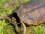 Каймановая черепаха (с ужом)
