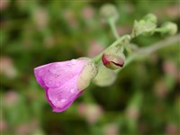 Каландриния крупноцветковая – Calandrinia grandiflora Lindl.
