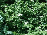 Калина гордовина, лантана – Viburnum lantana L. (2)