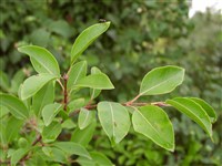 Калина сливолистная – Viburnum prunifolium L.