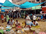 Калькутта (фруктовый рынок)