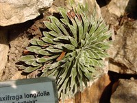 Камнеломка длиннолистная – Saxifraga longifolia Lapeyr.