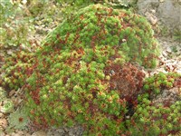 Камнеломка можжевеловолистная – Saxifraga juniperfolia Adams.