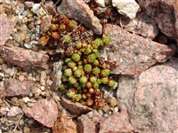 Камнеломка шероховатая – Saxifraga aspera L.
