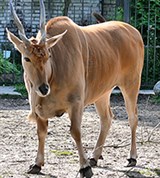 Канна (Tragelaphus oryx)