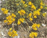Капуста слабоволнистая – Brassica repanda (Willd.) DC.