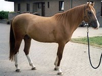 Карабахская порода (лошадь)