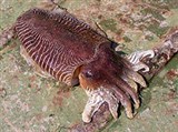 Каракатицы (Сепия)
