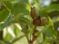 Кария иллионийская, пекан, оливковоплодная – Carya illinoinensis (Wangenh.) K.Koch. (1)