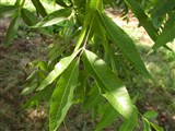 Кария иллионийская, пекан, оливковоплодная – Carya illinoinensis (Wangenh.) K.Koch. (2)