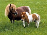 Карликовые лошади (лошадь с жеребенком)