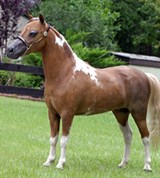Карликовые лошади (фалабелла)