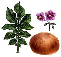 Картофель (цветки, клубень и лист)