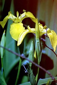 Касатик (цветок ириса)
