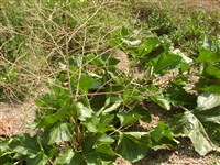 Катран сердцелистный – Crambe cordifolia Steven.