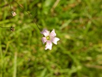 Качим узколистный – Gypsophyla tenuifolia Bieb. (1)