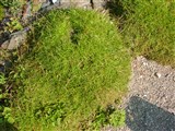 Качим узколистный – Gypsophyla tenuifolia Bieb. (2)