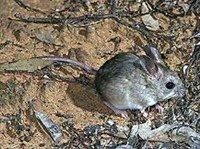 Кенгуровые мыши (Notomys mitchelli)