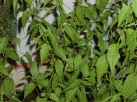 Керрия японская – Kerria japonica (L.) DC. (1)