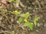 Керрия японская – Kerria japonica (L.) DC. (2)