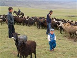 Киргизия (овцеводство)