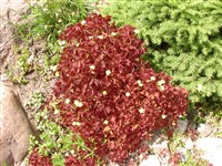 Кислица рожковая – Oxalis corniculata L. (1)