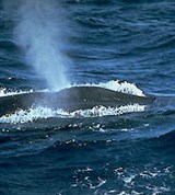 Киты (синий кит)
