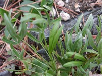 Клевер альпийский – Trifolium alpinum L.