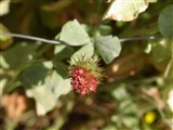 Клевер мясо-красный, инкарнантный, пунцовый – Trifolium incarnatum L. (2)