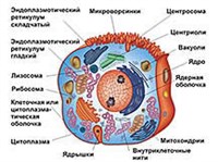 Клетка (схема строения животной клетки)