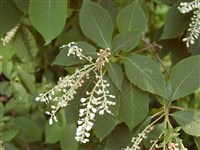 Клетра ольхолистная – Clethra alnifolia L.