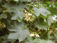 Клён бархатистый, величественный – Acer velutinum Boiss.