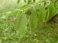 Клён граболистный – Acer carpinifolium Sieb. et Zucc.