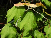 Клён завитой – Acer circinatum Pursh.