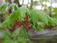 Клён ложноплатановый, белый, явор, сикамор – Acer pseudoplatanus L. (1)