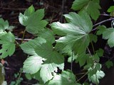 Клён ложноплатановый, белый, явор, сикамор – Acer pseudoplatanus L. (2)